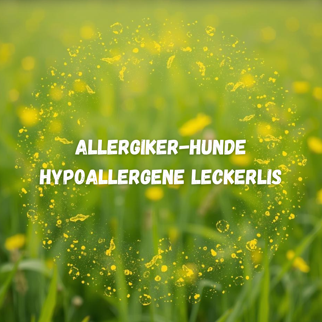🐶 Allergiker-Hunde glücklich machen: Unsere besten hypoallergenen Leckerlis