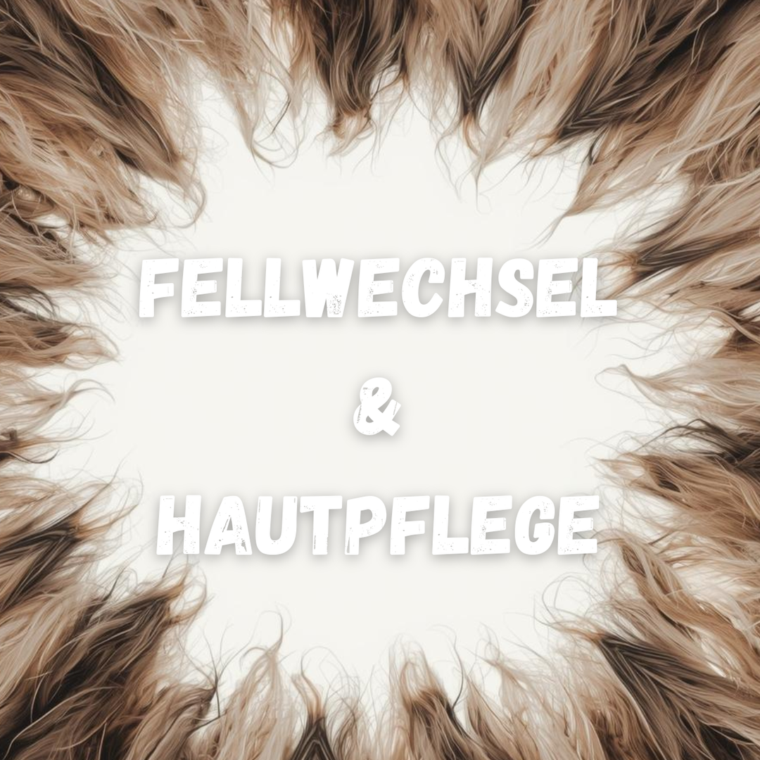 🧴 Fellwechsel & Hautpflege: Welche Rolle spielen Kauartikel mit natürlichen Inhaltsstoffen?