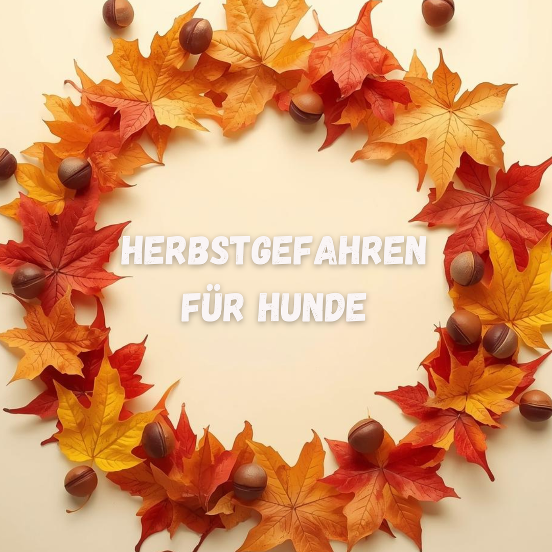 🍂 Der Herbst ist da – und mit ihm neue Herausforderungen für Hundebesitzer