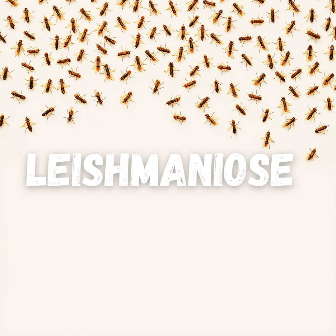Leishmaniose