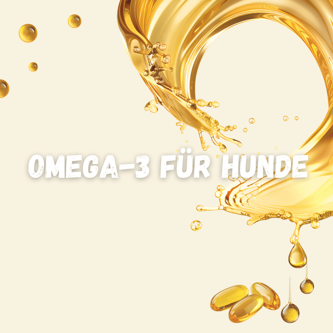 Omega 3 für Hunde – Warum die Zufütterung so wichtig ist