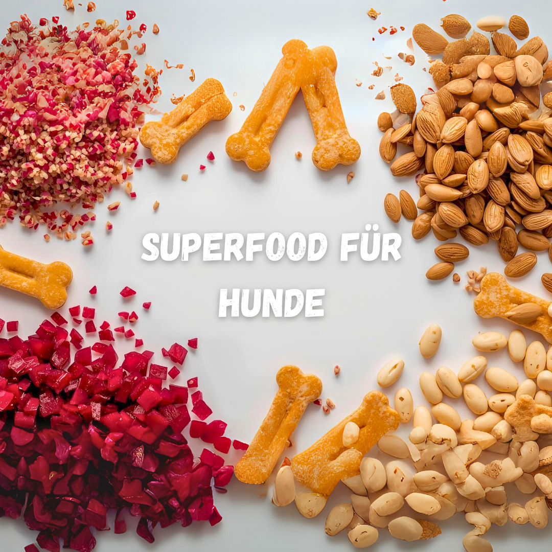 Rote Bete, Quinoa & Co. – Power-Zutaten für Hunde einfach erklärt