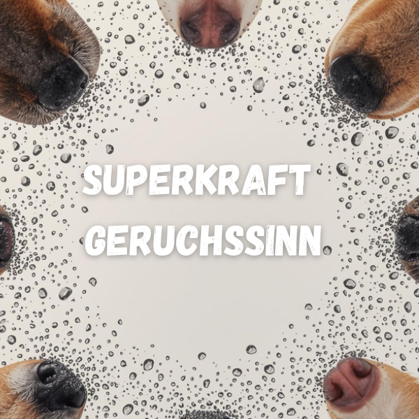 🐶 Warum die Hundenase so besonders ist – und warum sie immer feucht ist