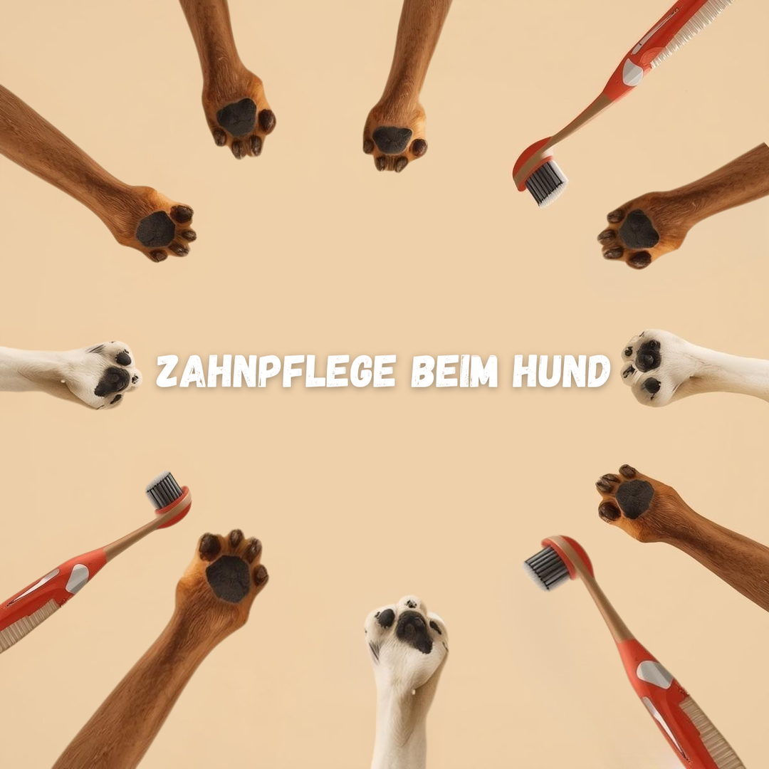 🐶 Zahnpflege beim Hund: So helfen Kauartikel natürlich