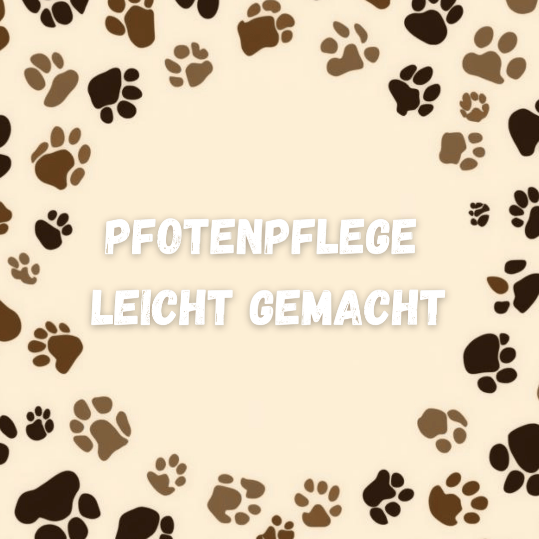 Pfotenpflege beim Hund – besonders wichtig im Winter & Sommer